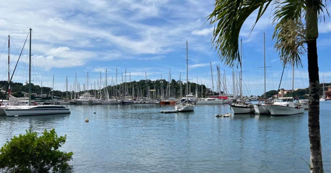 Harbor with sailboats and palm tree